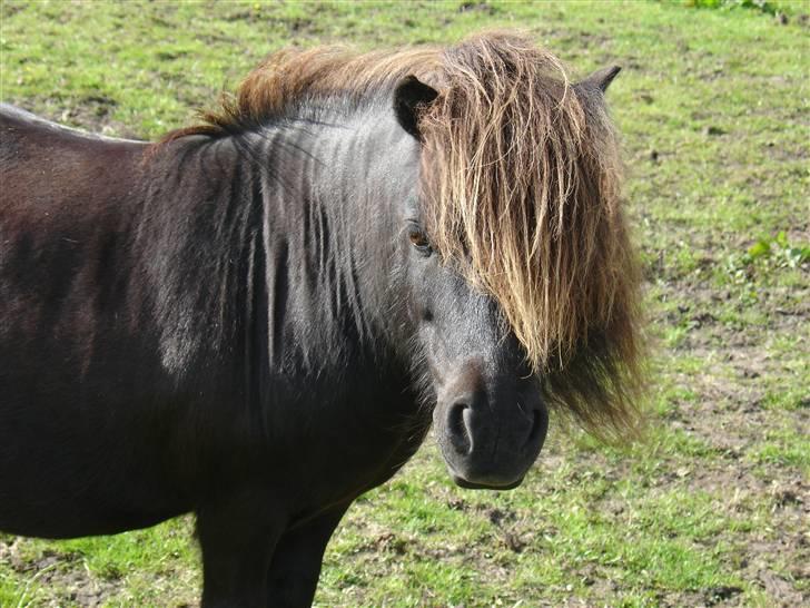 Shetlænder Emil - Super dejlige Emil<3 billede 4