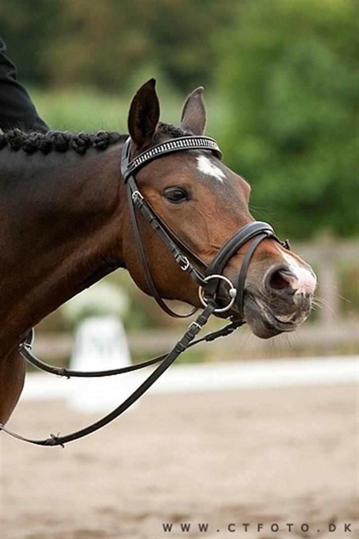 Anden særlig race Troldegårdens BaileySOLGT - Troldegårdens Bailey (CTFoto) billede 1