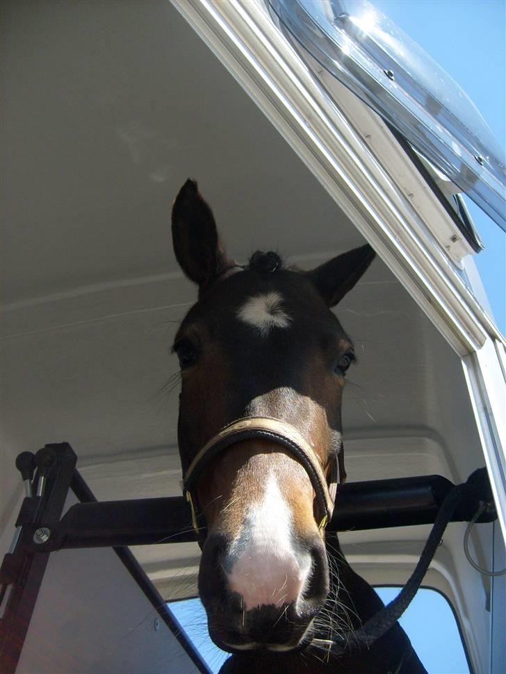 Anden særlig race Troldegårdens BaileySOLGT - Bailey der venter på at komme ud fra den trailer<3 billede 5