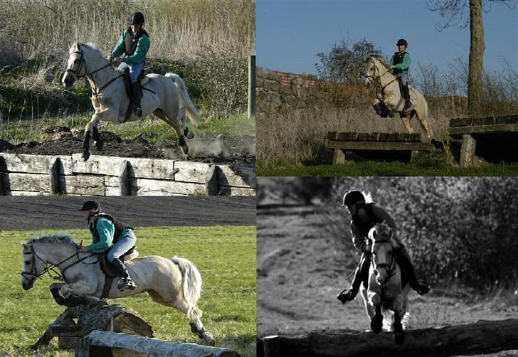 Welsh Cob (sec D) Ræveskiftets Nardi - 17) Terræntræning hos SØG 2005..Jeg er ikke særlig stor:D billede 17