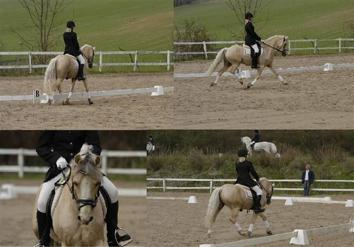 Welsh Cob (sec D) Ræveskiftets Nardi - 18) Nardi dressur FHSR 2004..jeg passer ham godt der:D billede 18