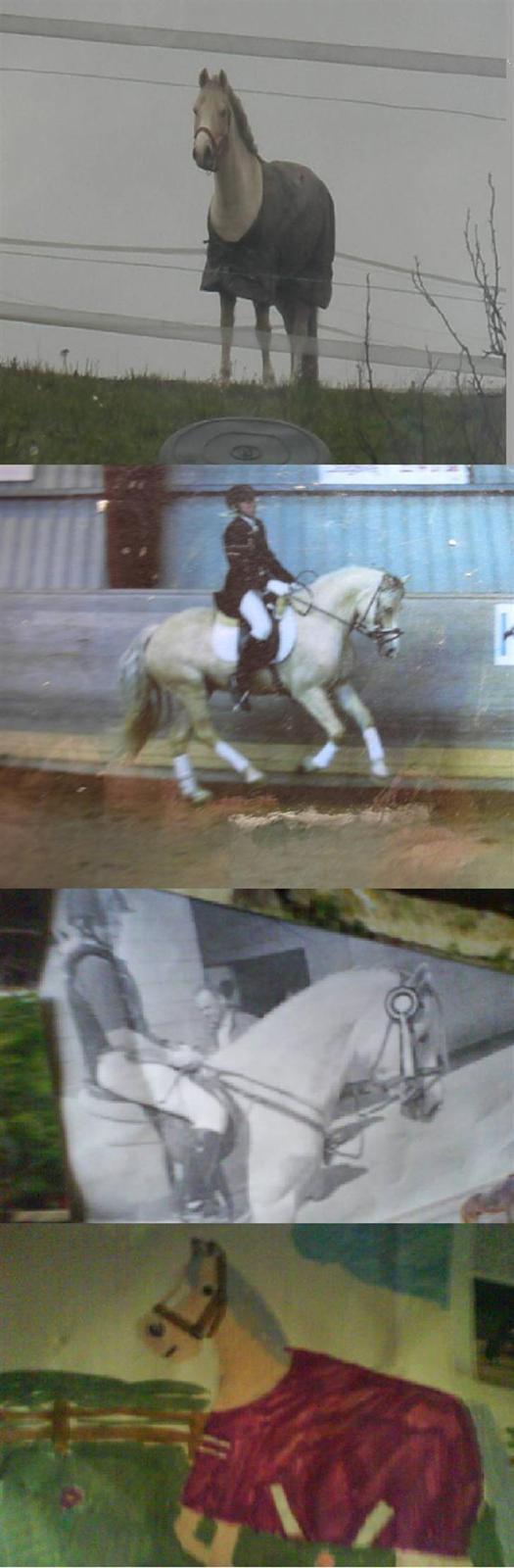 Welsh Cob (sec D) Ræveskiftets Nardi - 19)Nardi på fold, dressur HSK se hvor stort han springer og vores vægt er tilbage, en flot 1 plads og en tegning af ham fra 2000. billede 19