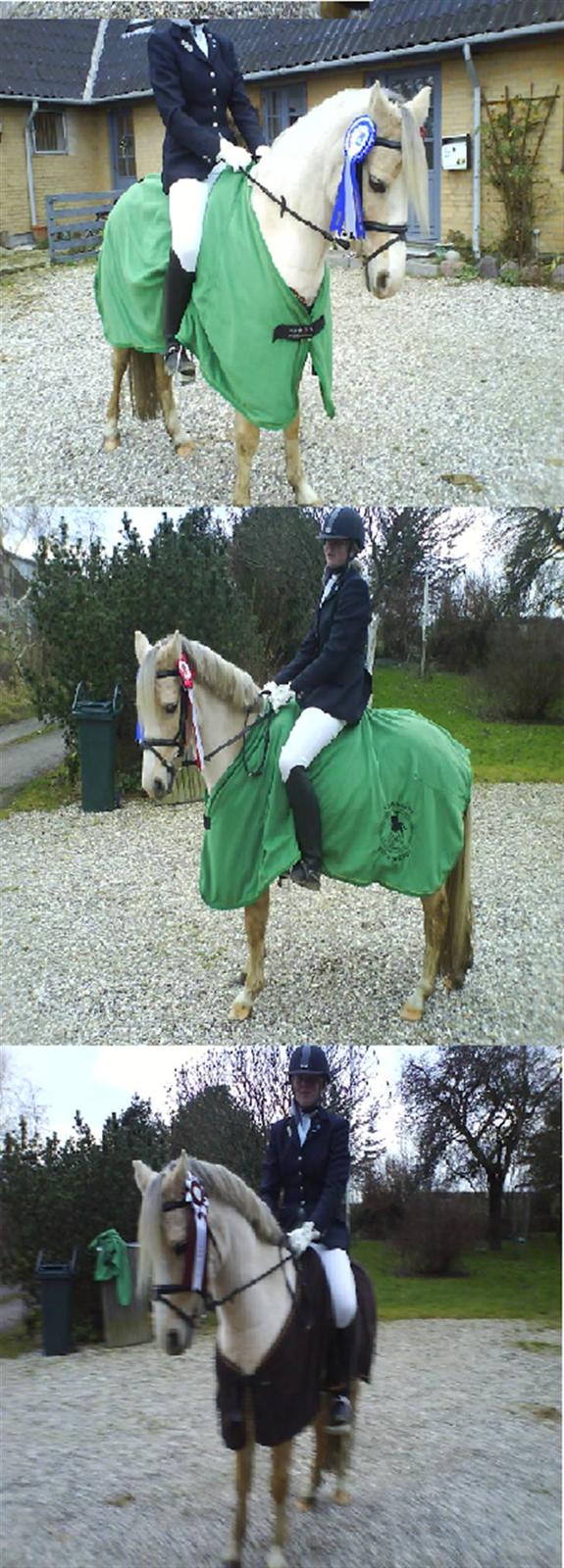 Welsh Cob (sec D) Ræveskiftets Nardi - 20) 2 plads Sjællandsmesterskab 2007 , HKR Klubmester Military 2007 og FHSR Klubmester Dressur 2006 for 4.Gang  billede 20