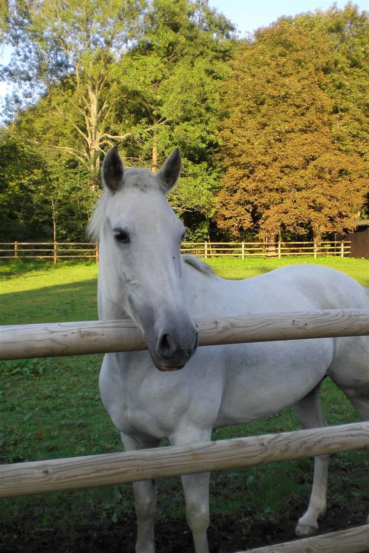 New Forest Amber - solgt :( - Velkommen til Ambers profil, giv en bedømmelse og en kommentar (: ultimative yndlings billede :D <33 billede 1