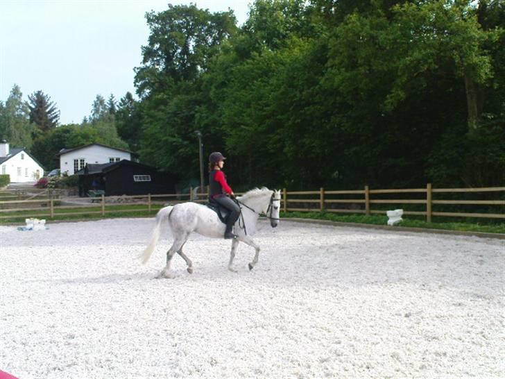 New Forest Amber - solgt :( - dressur hjemme på banen, d. 3 juni 08 - hun gik bare super (:  billede 2