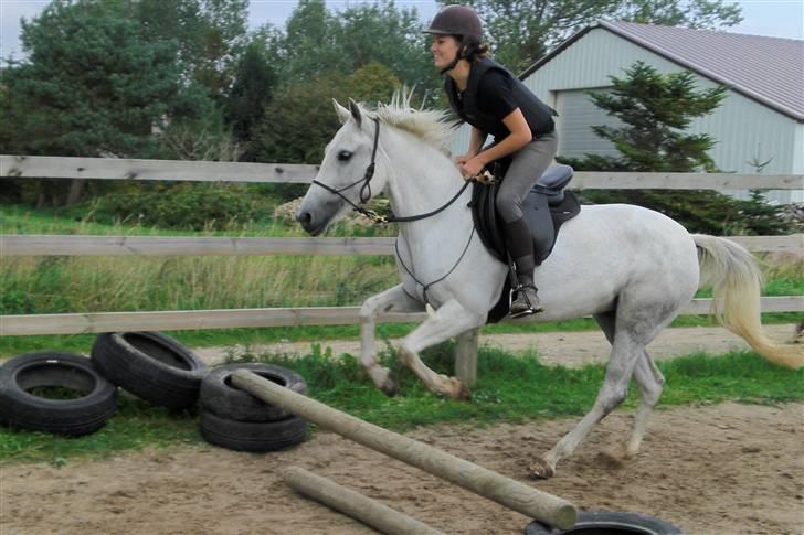 New Forest Amber - solgt :( - vi ser begge to rigtig glade ud :D til opvarmning hos susanne berg på HMS kursus (: <3 billede 3