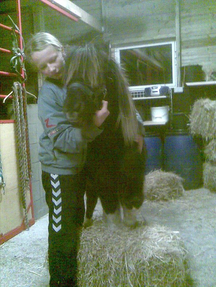 Shetlænder Ferrari  - Wee, står på hø baller, han tænker sikkert "Mon maddet smager bedre når det er trådt ovenpå? ^-^ billede 14