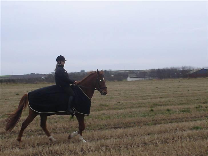 Anden særlig race Buddy  SOLGT - 11) Ridetur.. foto min mor billede 11