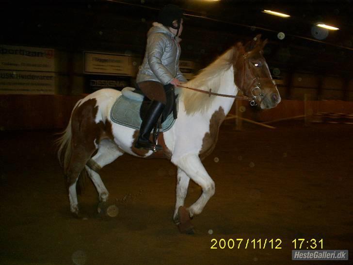 Pinto HOKUSPOKUS - Hokuspokus og jeg - springtræning på KOOR billede 16