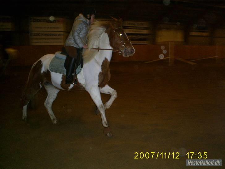 Pinto HOKUSPOKUS - Hokuspokus og jeg - springtræning på KOOR billede 17