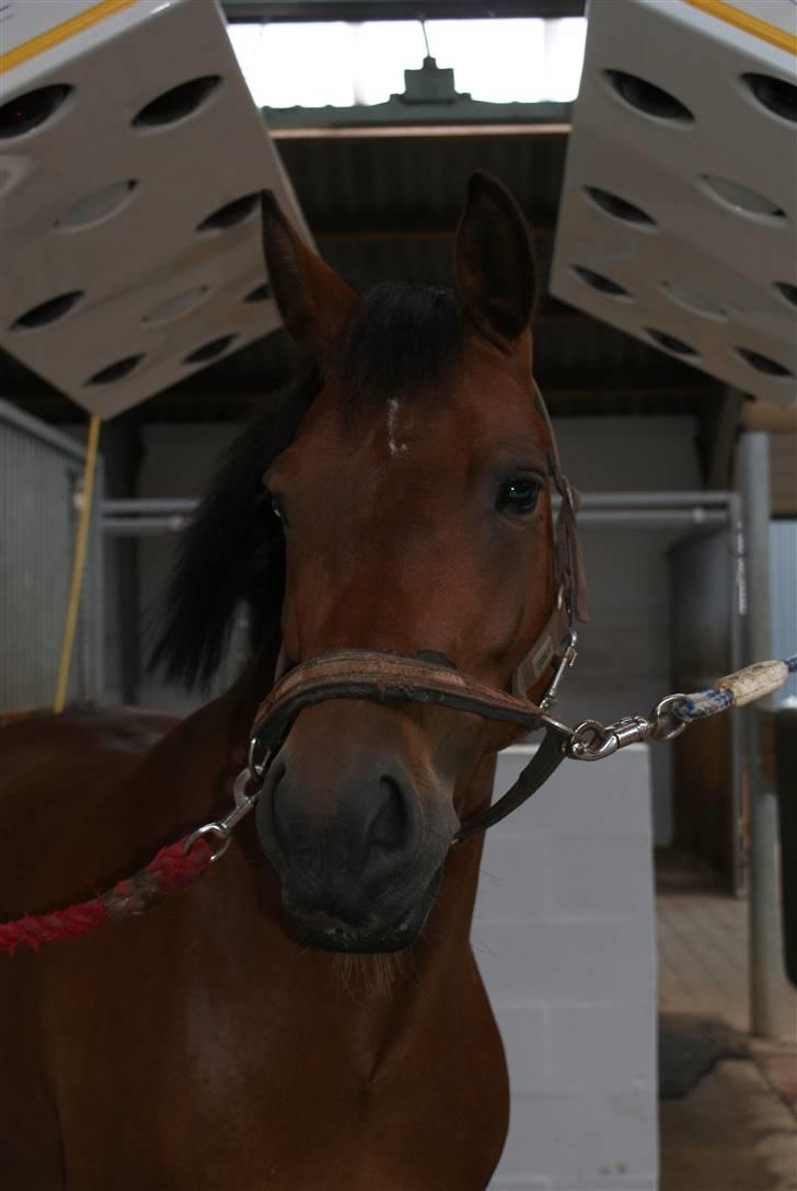 New Forest Ganymedes Dyrekjær - sommer 2008. billede 15