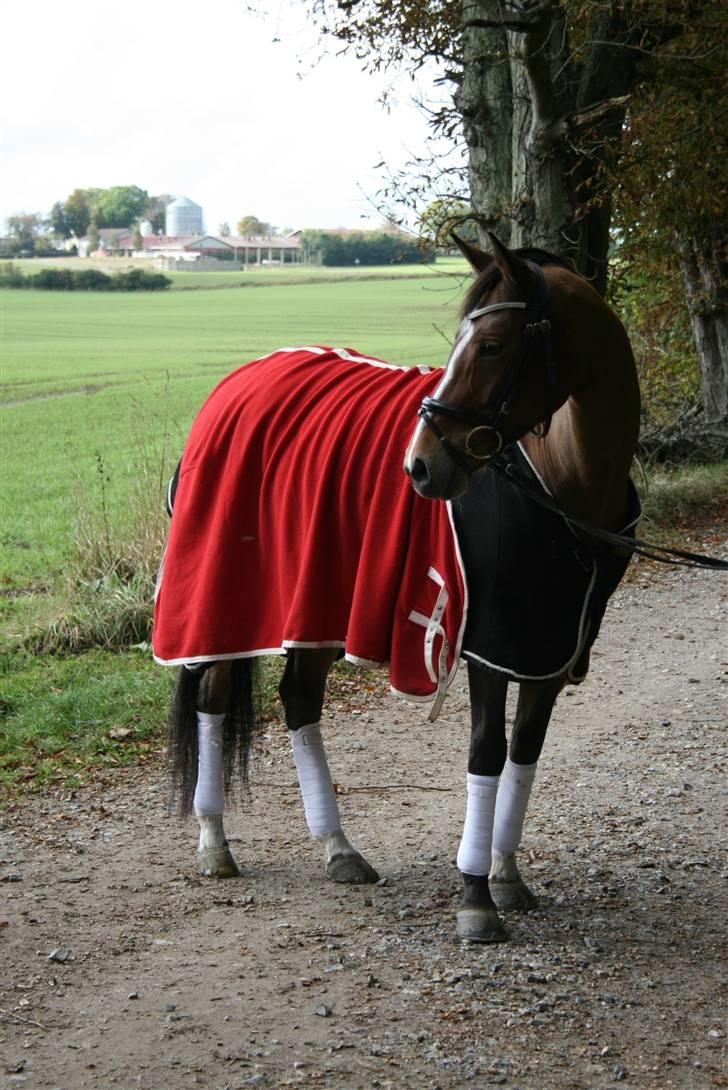 Welsh Pony af Cob-type (sec C) Kielshoop Honey Starlight - NYT 11/10 2009 billede 5
