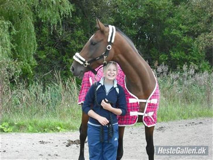 Anglo Araber (AA) Gudrun Hin væne R.I.P <3 -  velkommen til GUDRUN HIN VÆNE s profil (: <3 billede 1