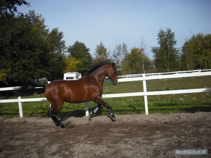 Anglo Araber (AA) Gudrun Hin væne R.I.P <3 - gudrun i galop på banen :p <3 billede 4