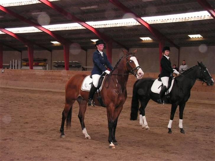 Dansk Varmblod Mifune, R.I.P. billede 3