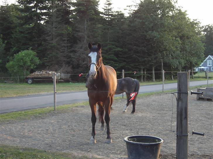 Dansk Varmblod Mifune, R.I.P. billede 5