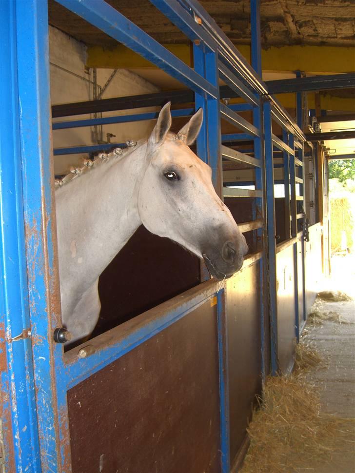 Anden særlig race  Saramia  billede 18