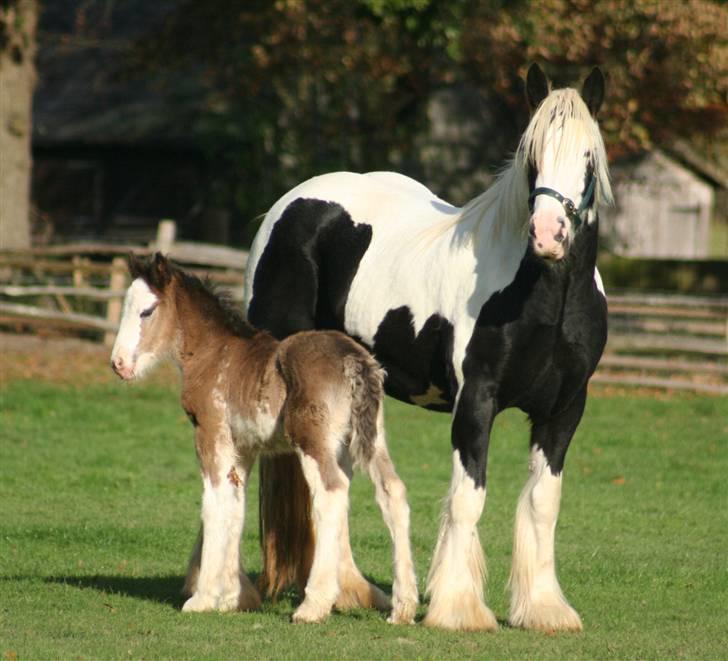 Tinker Wren Boy - HINGST - Songbird - Et af Wren Boys afkom født i England. billede 3