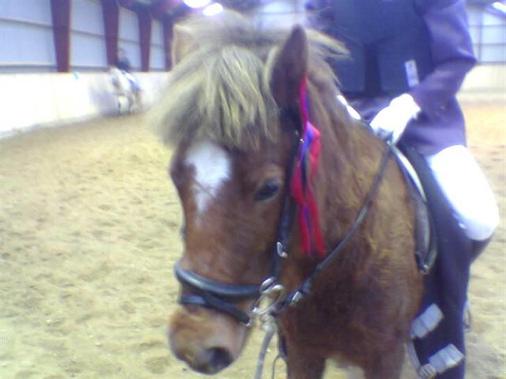 Welsh Partbred (Sec F) Frk. Flippa <3 B-PONY - Den første sløjfe le powni vandt :) billede 14