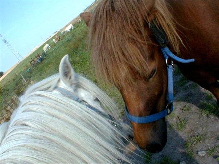 Welsh Partbred (Sec F) Frk. Flippa <3 B-PONY - Flippa og hendes mor, Miss Musse Foto: Charlotte Berwald billede 15