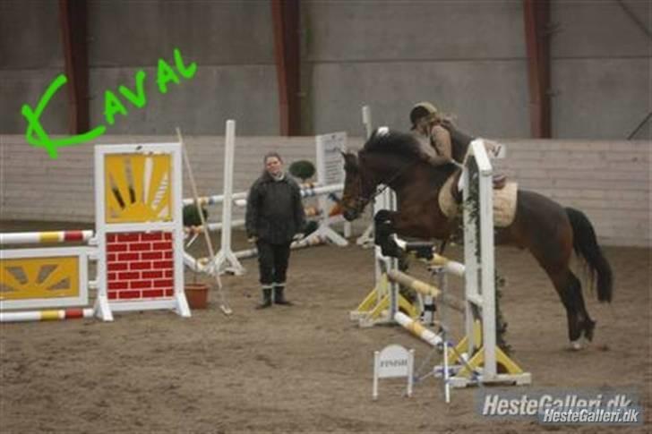 New Forest Kaval - Kaval er den beste. LA CSC 2007. billede 15