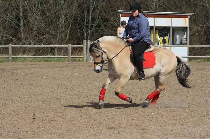 Fjordhest Troja * Elskede * - NYT! Dressur. April 2011. Foto: Skov :) billede 1