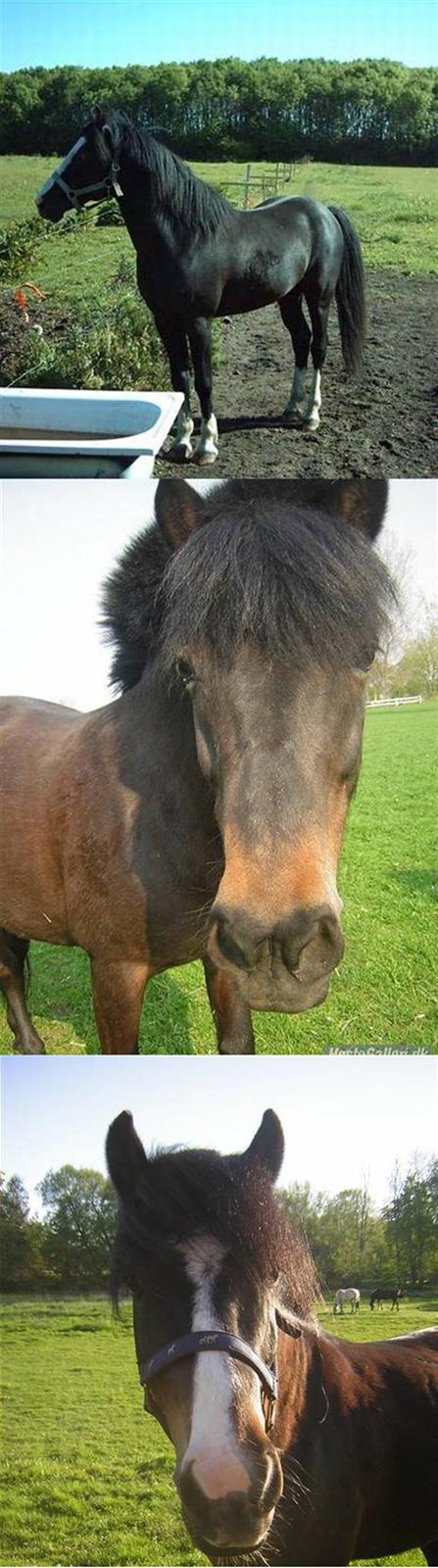 Anden særlig race *Wendy*   - På det første billed, er Starlight moon, som wendy har været ifol med, og det andet billed, Wendy. Og på det tredje billed, Lille Åge, (Som Starlight og wendy har fået xD) billede 18