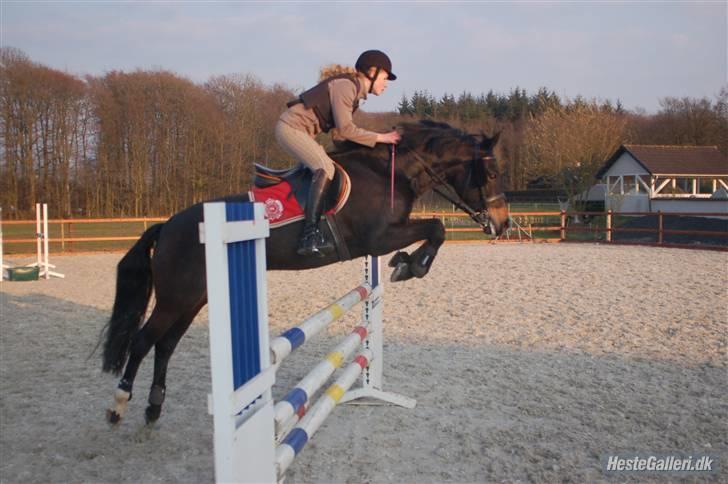 New Forest Zunette - solgt  - Mig & Zunet ved Jesper <3 [foto far] billede 2