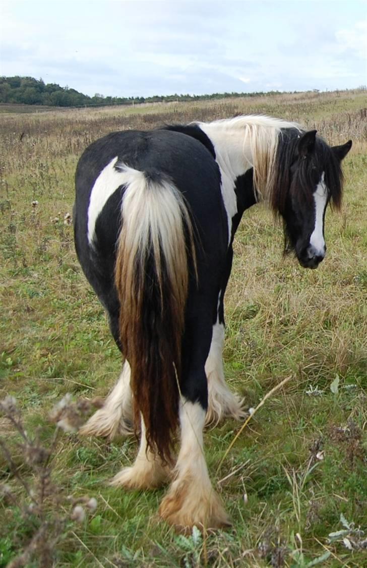 Irish Cob Axelved's Knightmare billede 15