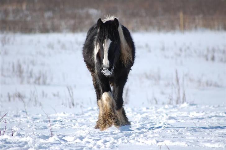 Irish Cob Axelved's Knightmare - Knightmare og Tulle billede 17