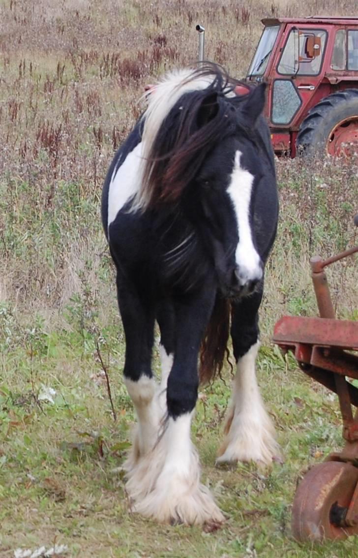 Irish Cob Axelved's Knightmare billede 18