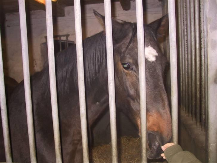 Dansk Varmblod galanta bortgivet billede 9