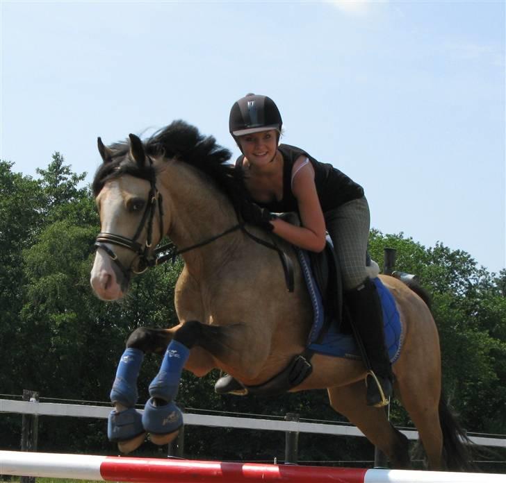 DSP "Golden Mulan"  - Spring 1. juli med dressur udstyr :) billede 16