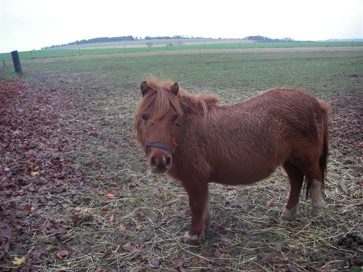 Shetlænder Liselotte *Død* - her står lisen og har det koldt D:  billede 10