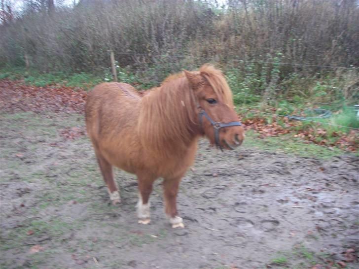 Shetlænder Liselotte *Død* - Ej se der er en lille mis! billede 11