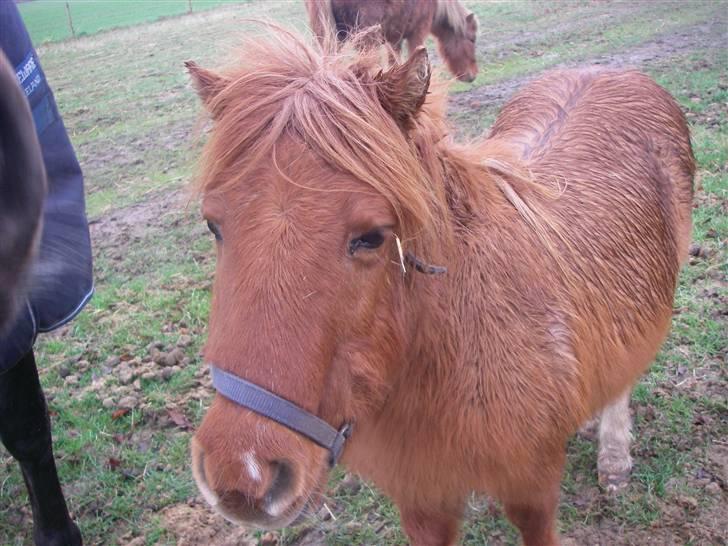 Shetlænder Liselotte *Død* - Heejsaa! billede 12