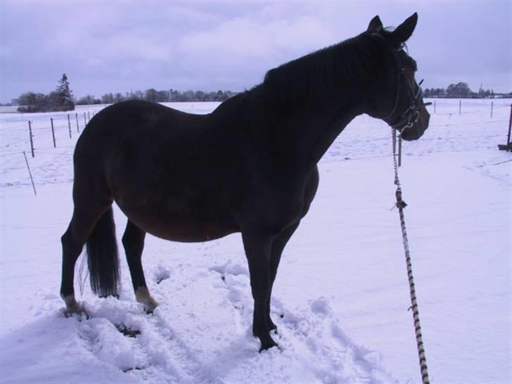 Dansk Varmblod galanta bortgivet - galanta i 8 mdr billede 10