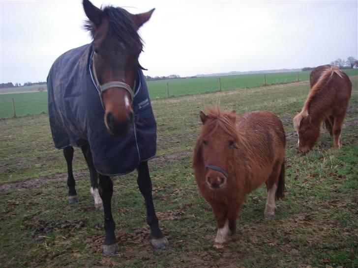 Shetlænder Liselotte *Død* - Her er lisen sammen med safir og har det koldt billede 13