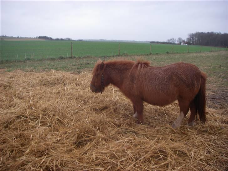 Shetlænder Liselotte *Død* billede 14