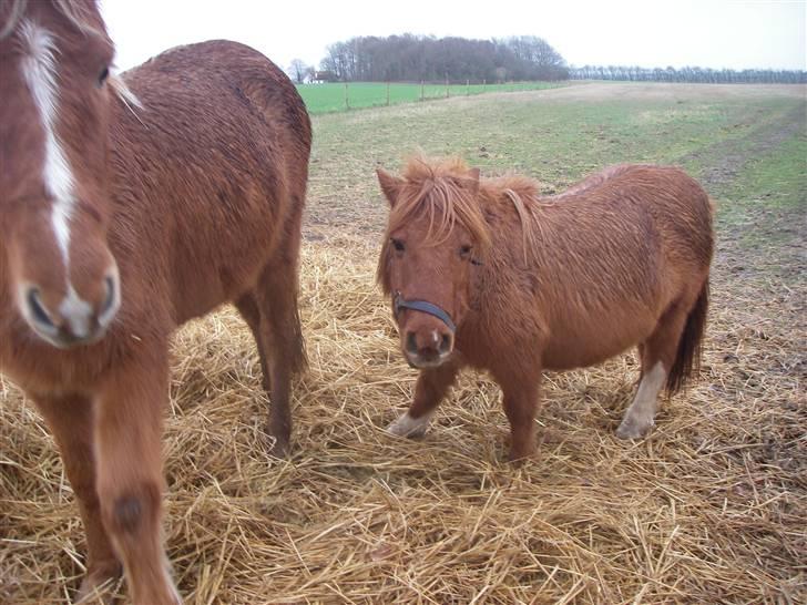 Shetlænder Liselotte *Død* - Og her er lisen sammen med Fifla billede 15