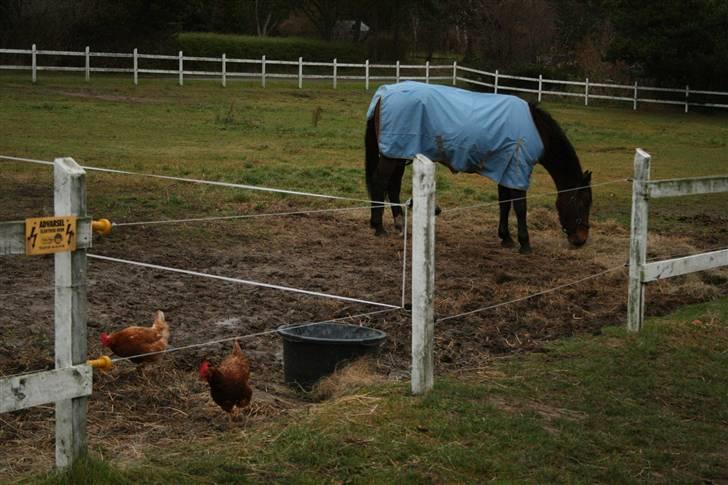 Dansk Varmblod Fru larsen<3 - Larsen sammen med Øffe og Gertrud(høns);=) billede 8