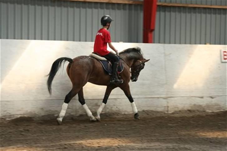 Appaloosa Tamino van de Heimetiete - Fætter og Tamino billede 1