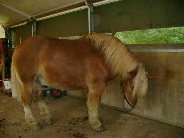 Jyde  Marius R.I.P billede 6