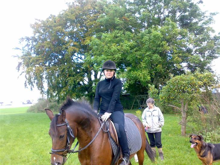 Appaloosa Tamino van de Heimetiete - her står lige lige og snakker lidt . billede 3