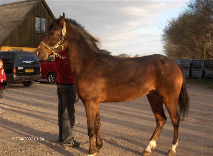 Appaloosa Tamino van de Heimetiete - dagen efter vi har fået ham hjem :D billede 5