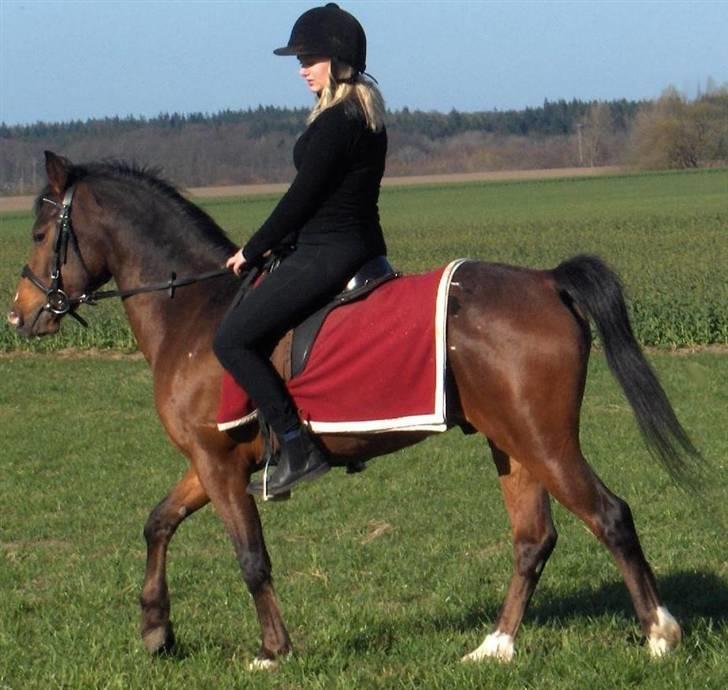 Appaloosa Tamino van de Heimetiete - På skridtturen ender vi lige lidt på marken. billede 6