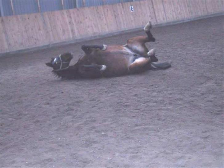 Dansk Varmblod galanta bortgivet -  hjælp kan ikke komme op igen ha ha billede 11