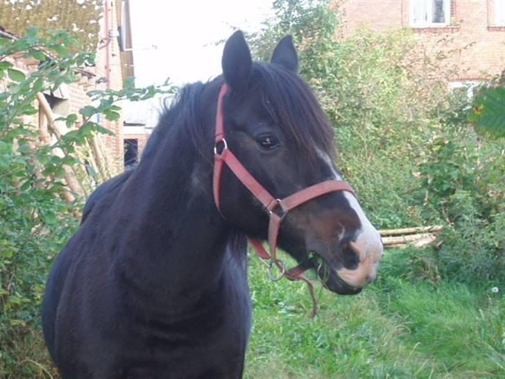 Anden særlig race Blackie billede 9