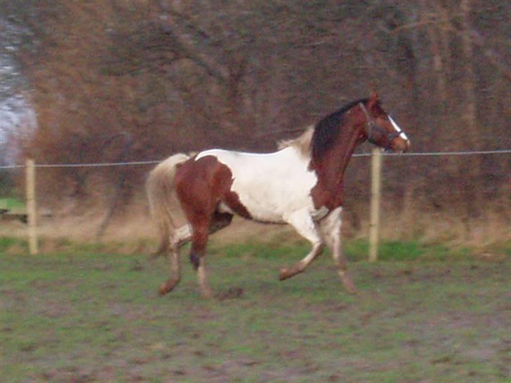 Pinto Awatuyi billede 10