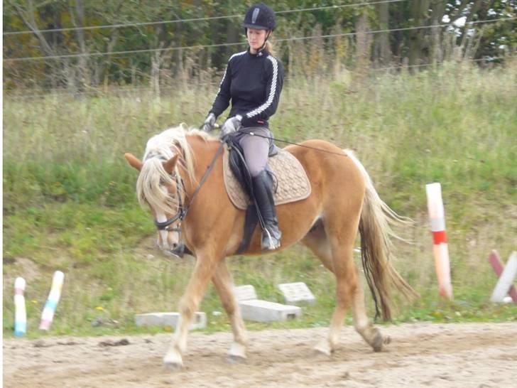 Haflinger RøgtergårdensWinner solgt - træning 12-10-07 foto Christina J billede 15